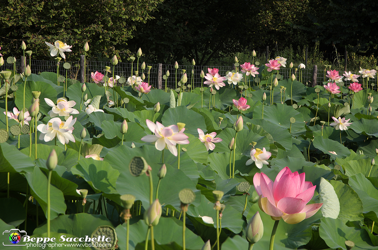 VBS_6616 - Fioritura Loto Laghetto Vezza d'Alba.jpg